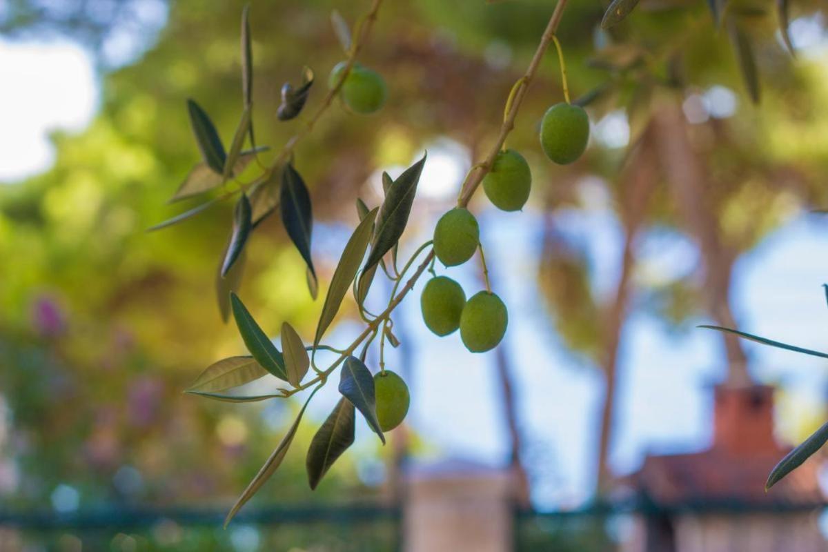 7 Olives Apartment Rogoznica (Sibenik-Knin)